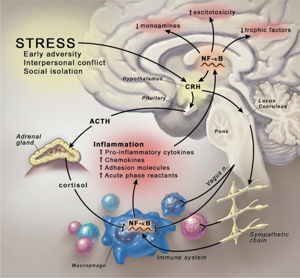 depression neurobiology