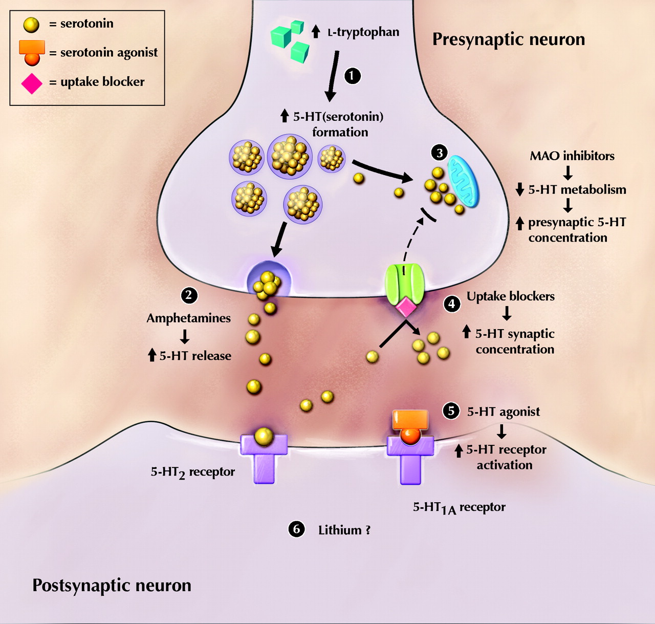 serotonin synapse